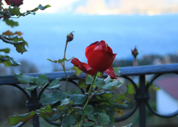 Alba Sul Homestay szállás