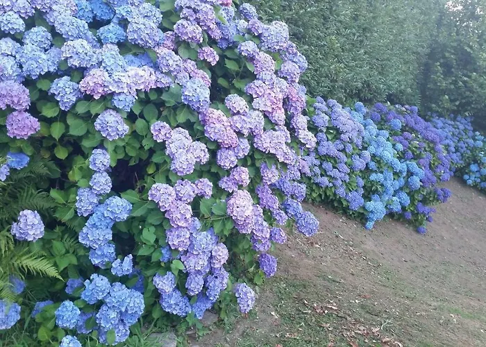 Alba Sul Homestay szállás *